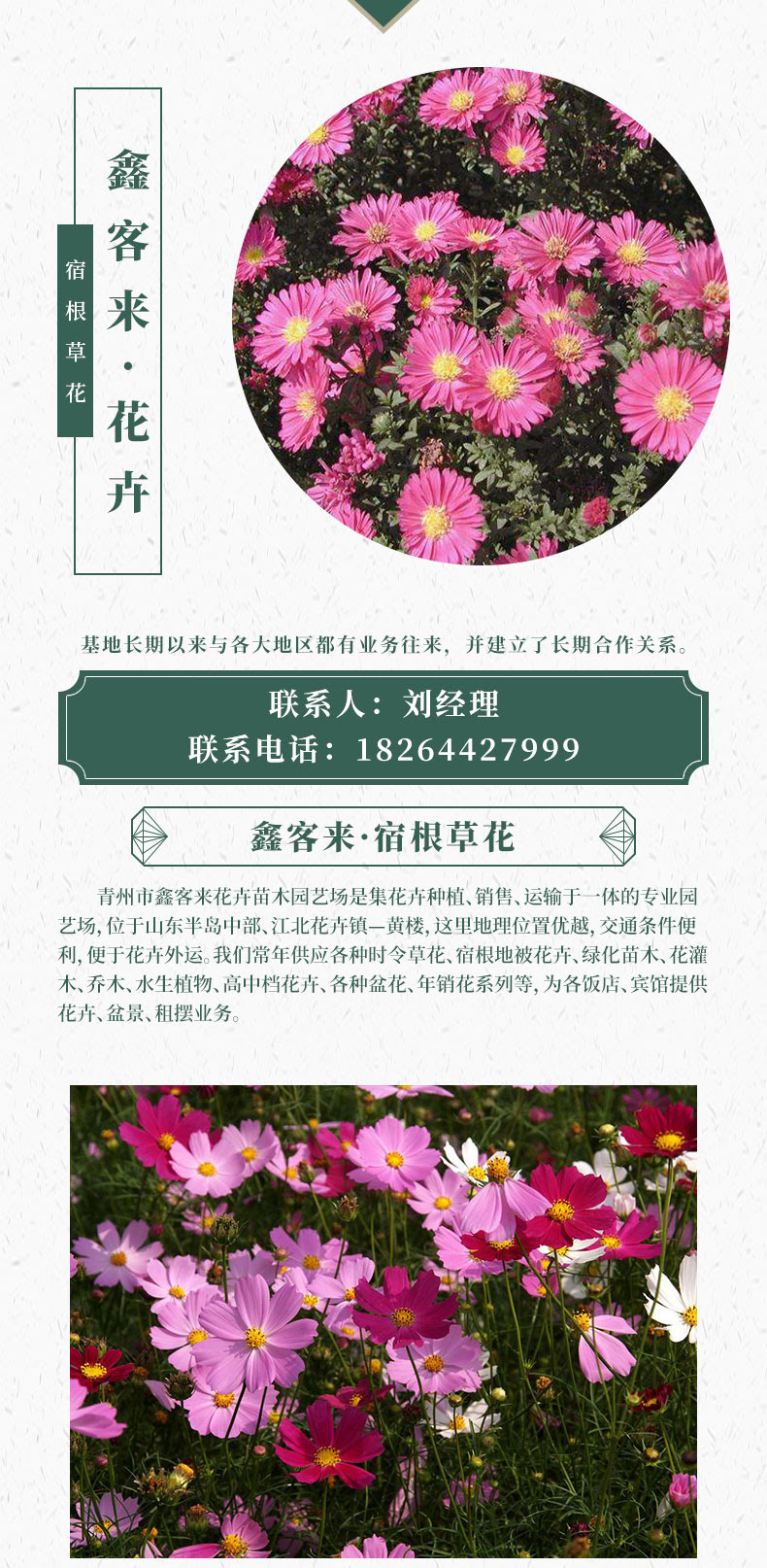 宿根草花 青州市鑫客来花卉苗木园艺场 鑫客来 优质商品价格 宿根草花采购批发 丰采网