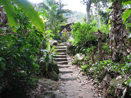 steps in jungle