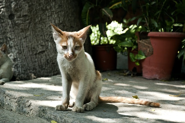 獣医師監修 猫が痩せる原因 対策法 痩せすぎのサインに注意