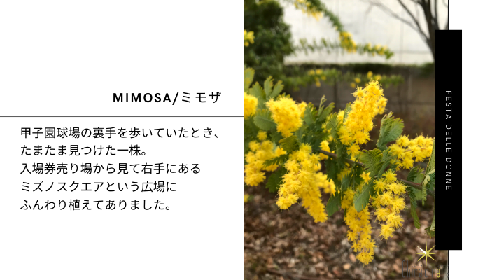 ３月８日 国際女性デー の花 ミモザについて知りたい Chira Chiara キーラキアーラ
