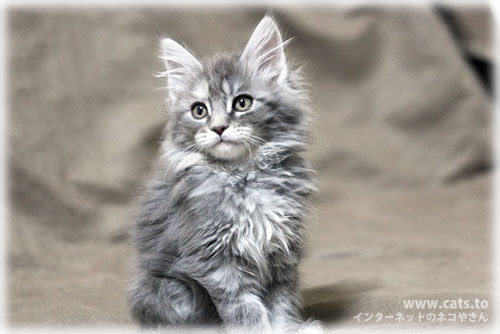インターネットのネコやさん 新着子猫情報 メインクーンの子猫ちゃん