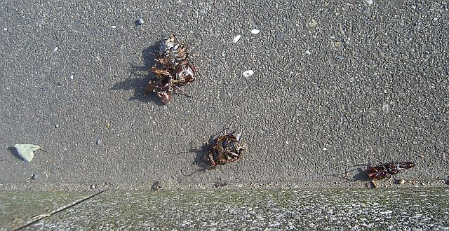 バラバラ死体 グロ画像注意 1730 Jpg