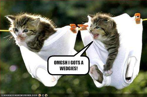 cute funny pictures. cute and funny cats and