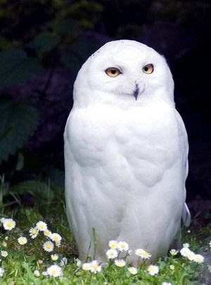 動物 白い動物ってカッコいい ぺっと速報