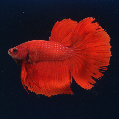 熱帯魚のご紹介 熱帯魚ショップトロピランド