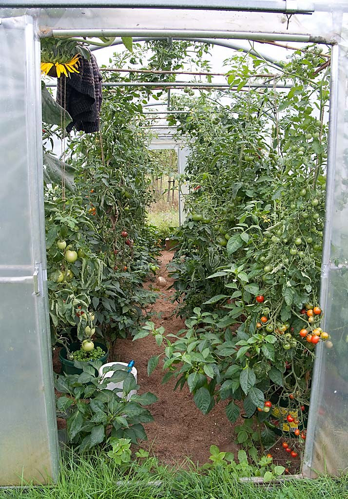 tomaten op reis