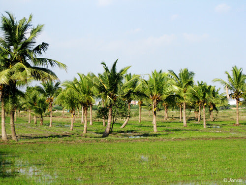 Green palms