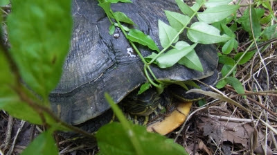 カメ吉研究員のお散歩 さかさパンダサイエンスプロダクション