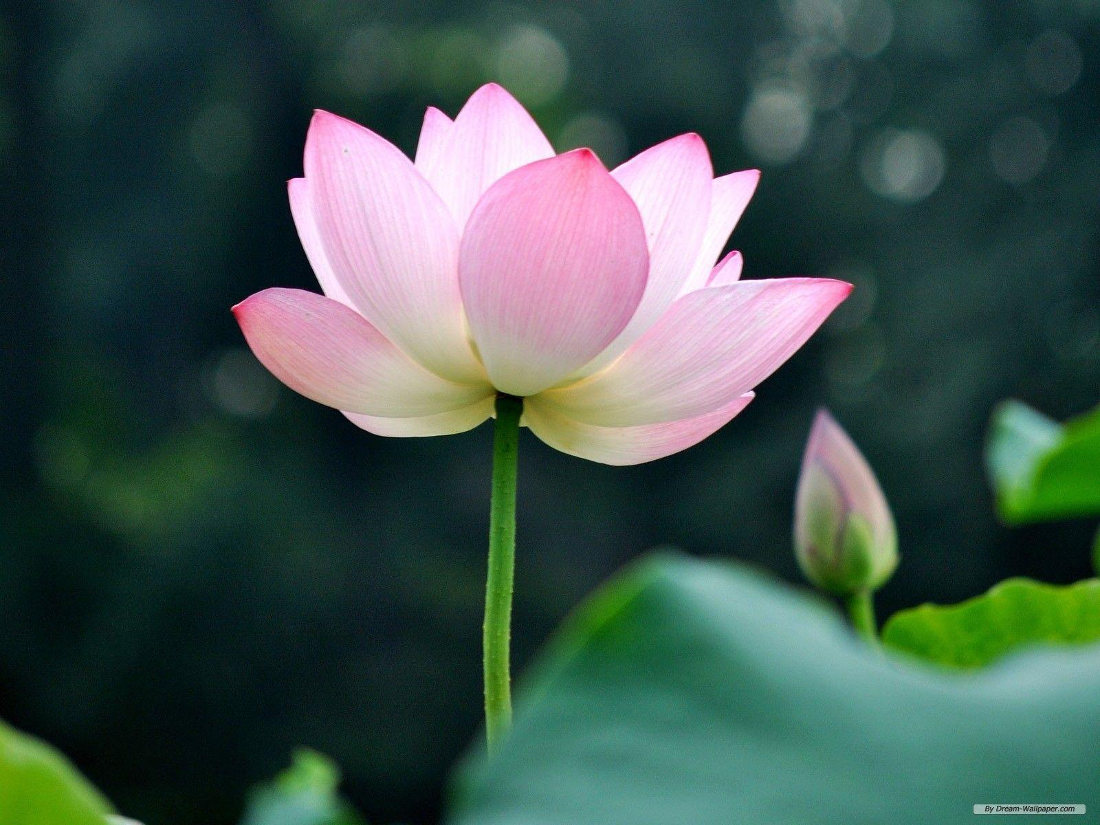 Lotus Flower Wallpapers Wallpaper Cave Lotus Flower Wallpapers Wallpaper Cave