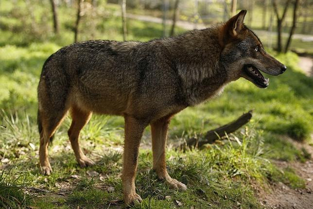 Ocho cosas sorprendentes que quizás no sepas sobre tu perro