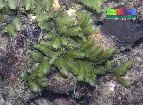 Caulerpa mexicana