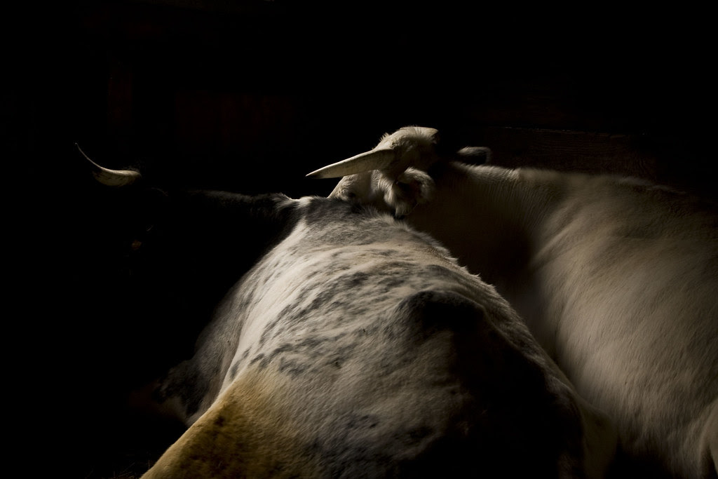 Steer