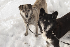 Pepper & Sam