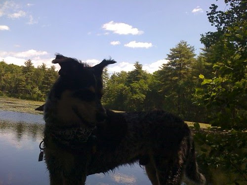 pond shadow