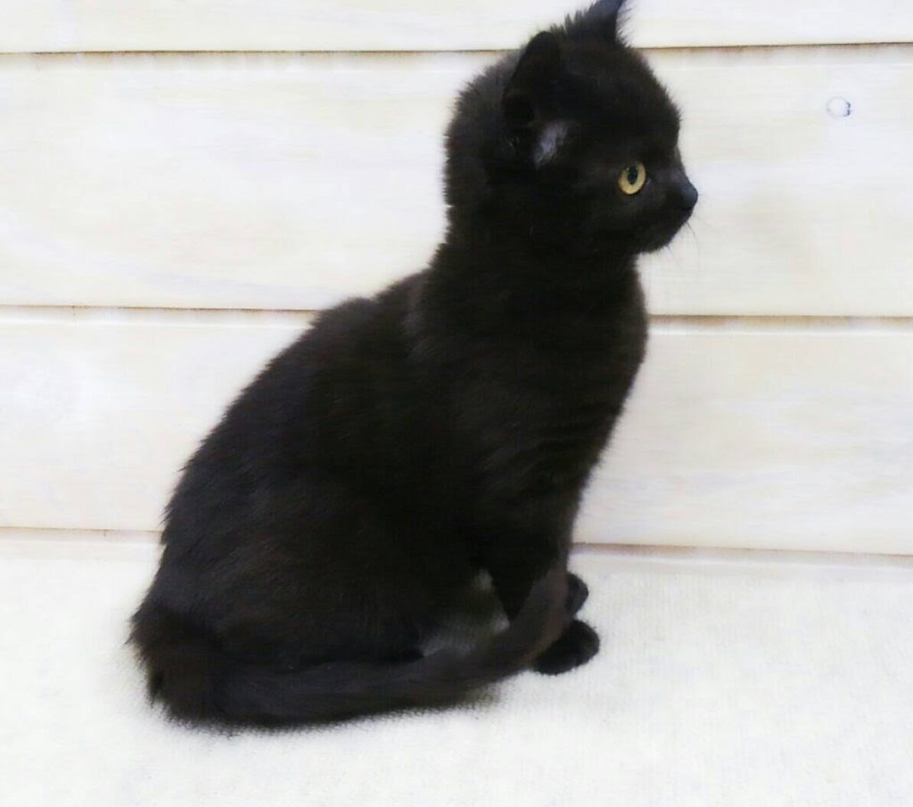 子猫 くずはペットセンター
