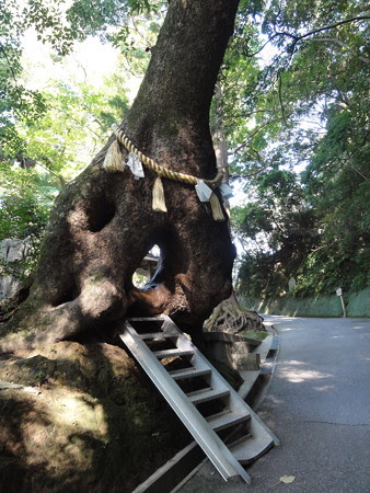 子授楠（大悲山笠森寺）