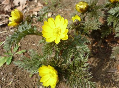 フクジュソウ ふくじゅそう 福寿草 の花言葉 花言葉事典