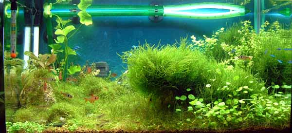 過去の水草水槽のレイアウト