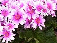 最新12 月2 日誕生花
