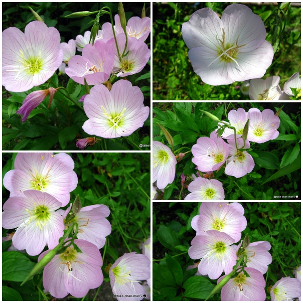 庭の昼咲き月見草の花 れお君と庭の花 Fromたけちゃんマン