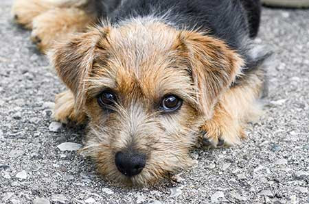 5 Mind Blowing Facts About Norfolk Terriers American Kennel Club