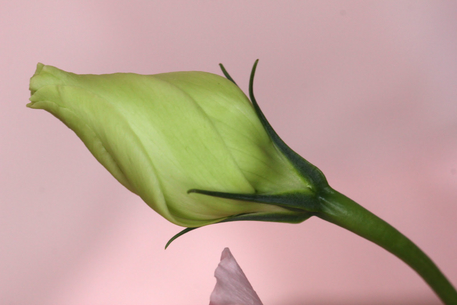 お花の写真集 トルコキキョウ