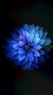 Terindah Background Bunga Biru Tua