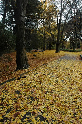 Ginkgo Walk
