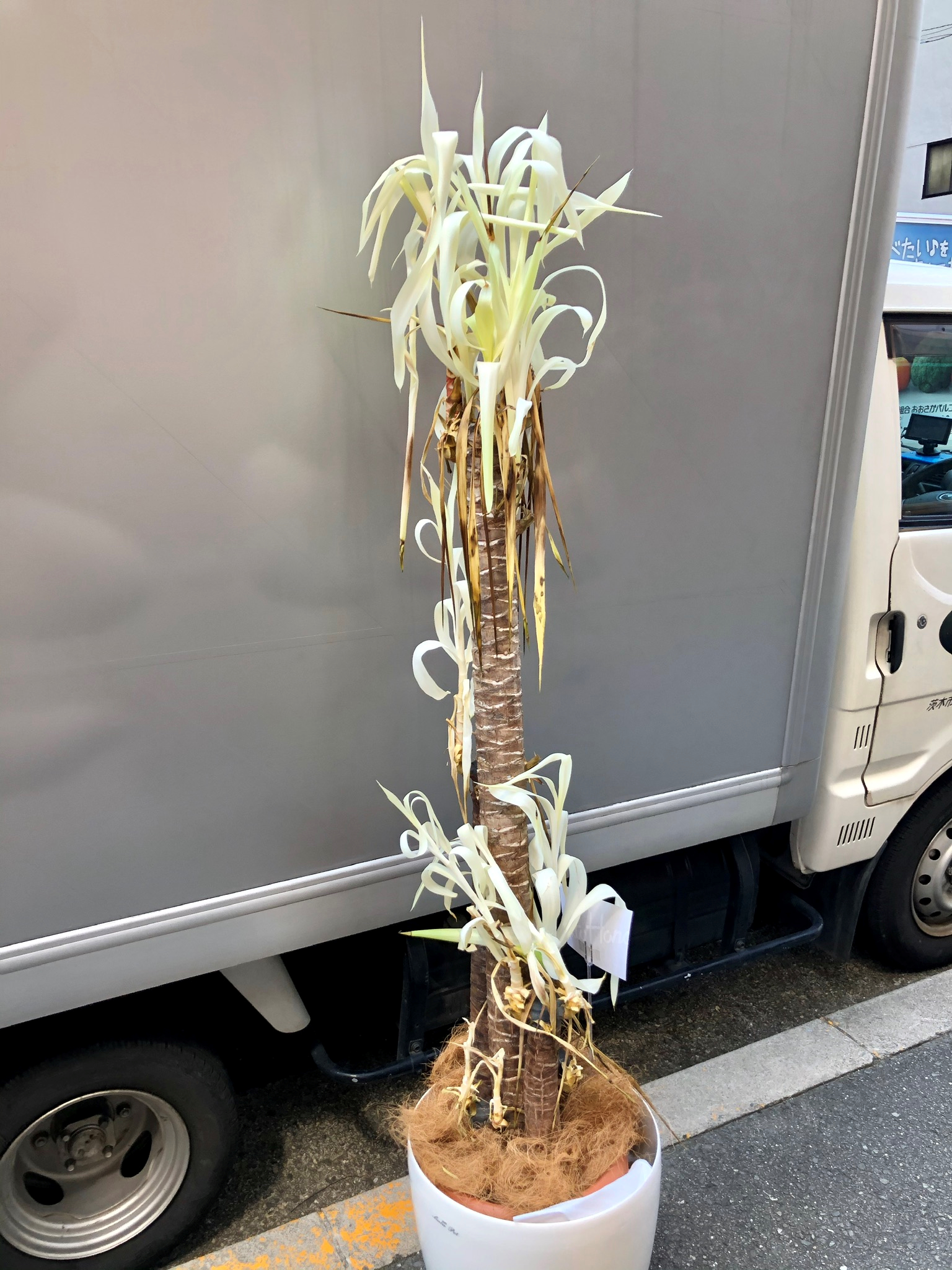 観葉植物のリサイクル 観葉植物レンタルの大阪アルファ ウィン