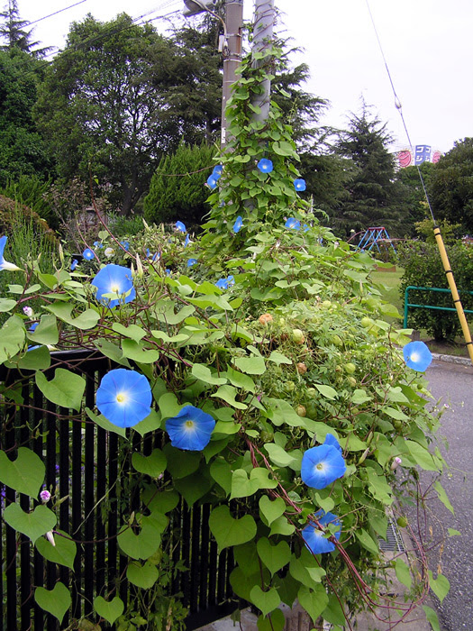 セイヨウアサガオ 植物写真鑑