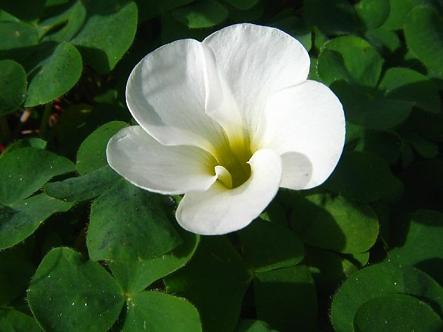 オキザリス Digital Photo 花遊悠