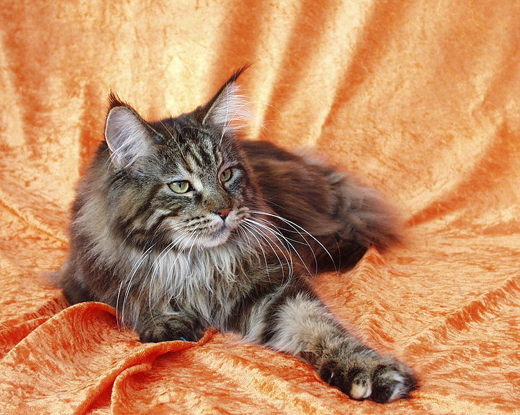 Z Animo Nos Z Amis Les Chats Les Races Maine Coon