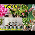 Adenium Plant : Soil Mixture, Guide and Tips