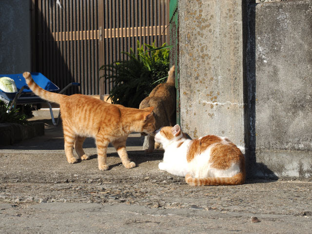 男木島再び 香川のねこ島