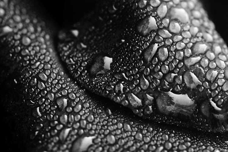 5 Quick Tips for Outdoor Macro Photography