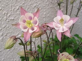 西洋オダマキの花言葉 西洋オダマキの花言葉と名前の由来