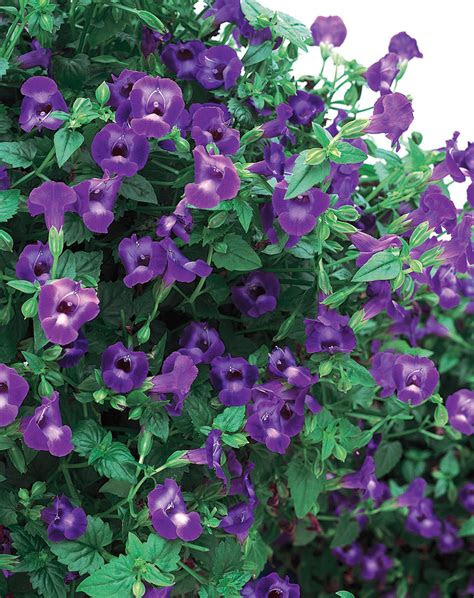 Sunny spots crying out for color? Summer WaveÂ® Large Violet - Wishbone Flower - Torenia