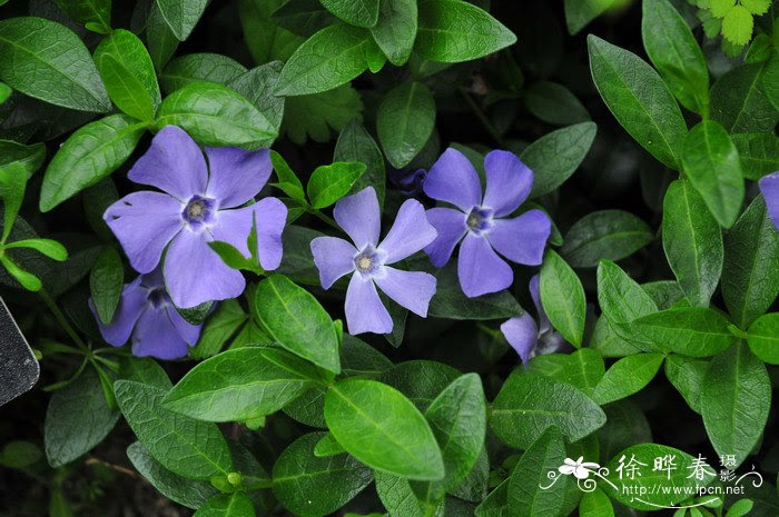 小蔓长春花vinca Minor 花卉图片网