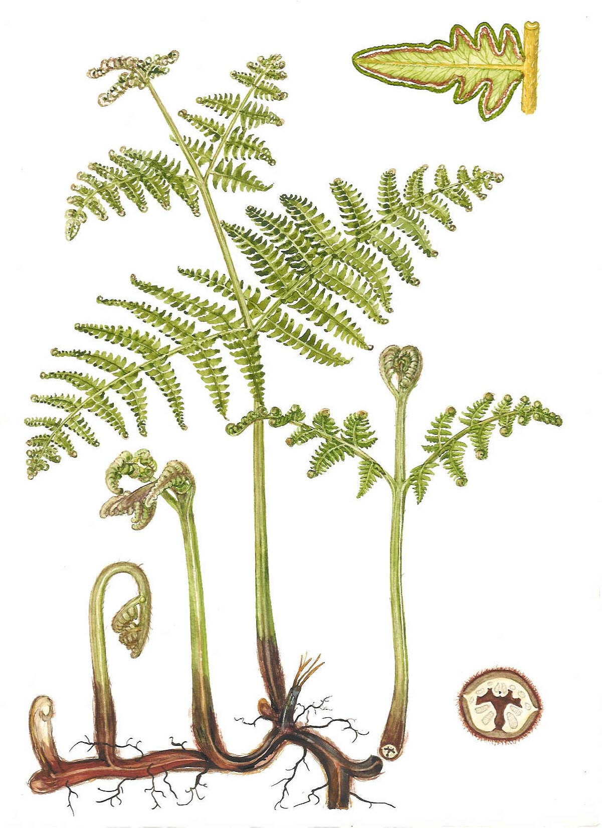 Pteridium aquilinum . Habit with rachis cross-section at lower right 
