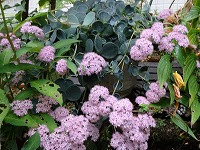 １０月１５日の誕生花 ミセバヤの花言葉 大切なあなた 見せたいピンクの小花の つつましさ 弥生おばさんのガーデニングノート 花と緑の365日 楽天ブログ