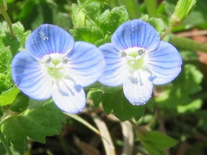 道端に咲く小さな青い４弁花 オオイヌノフグリ この花の名前なんていうの