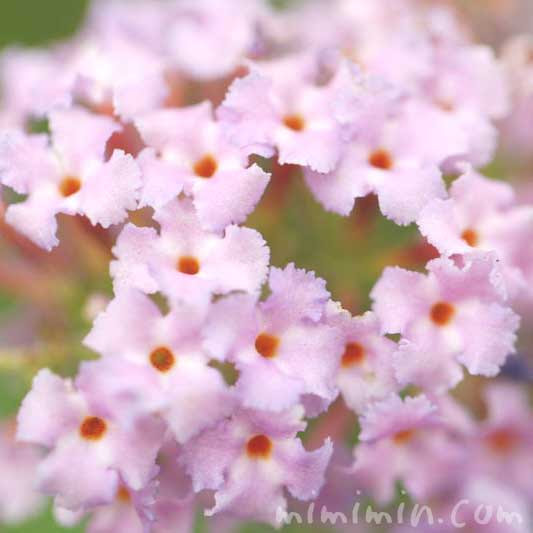 ブッドレアの花言葉 名前の由来 ブッドレアの花の写真 みみみんブログ