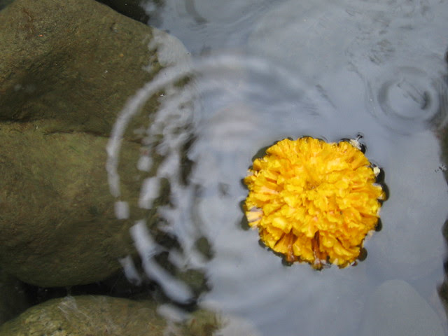 marigold, tanner springs