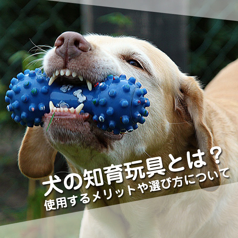 犬の知育玩具とは 使用するメリットや選び方について 犬の総合情報サイト ペットスマイルニュースforワンちゃん