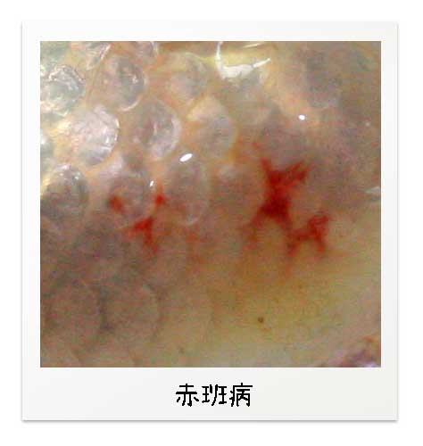 赤班病の原因はこんなに色々とあります 金魚飼育マニュアル 木苺共和国