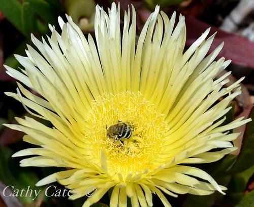 Yellow Flower with bee