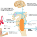 Central Chemoreceptors Located in the Medulla Provide Feedback