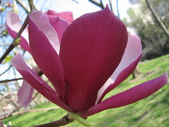 magnificent magnolia!