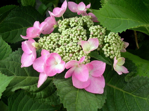 PINK HYDRANGEA by Louise001