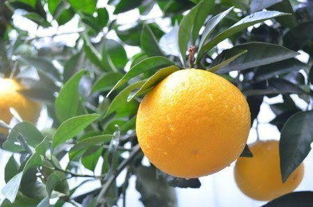 夏ミカン 甘夏 庭植えの育て方
